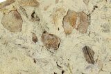 Ordovician Chiton (Echinochiton) Plate Fossil - Wisconsin #224865-1